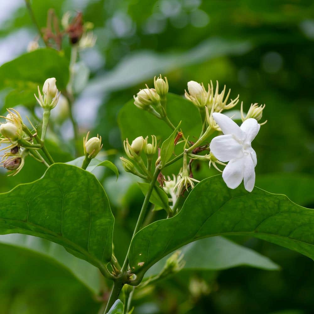 2.5 qt. White Jasmine Sambac Plant in Pot