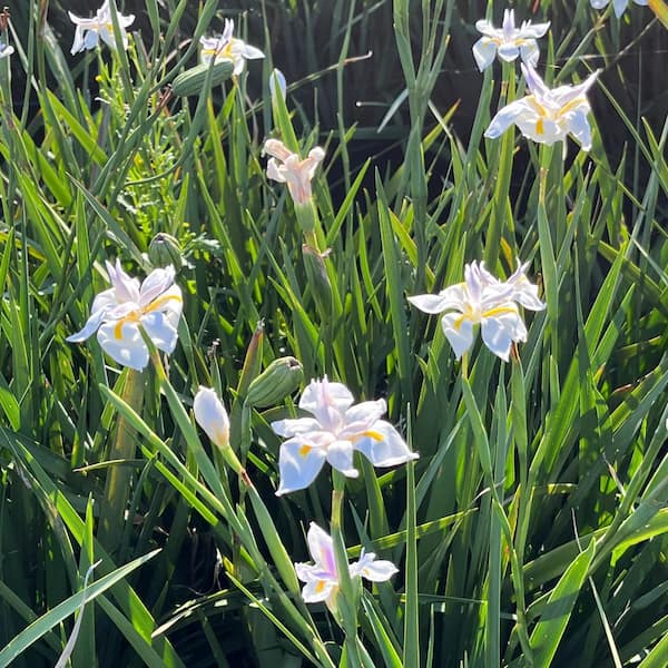 Alder & Oak #5 Container Dietes Iriodiodes Fortnight lily Evergreen Grass (2-Pack)