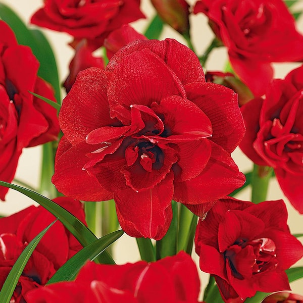 VAN ZYVERDEN Amaryllis Bulbs Double Dragon (Set of 1 Bulb)