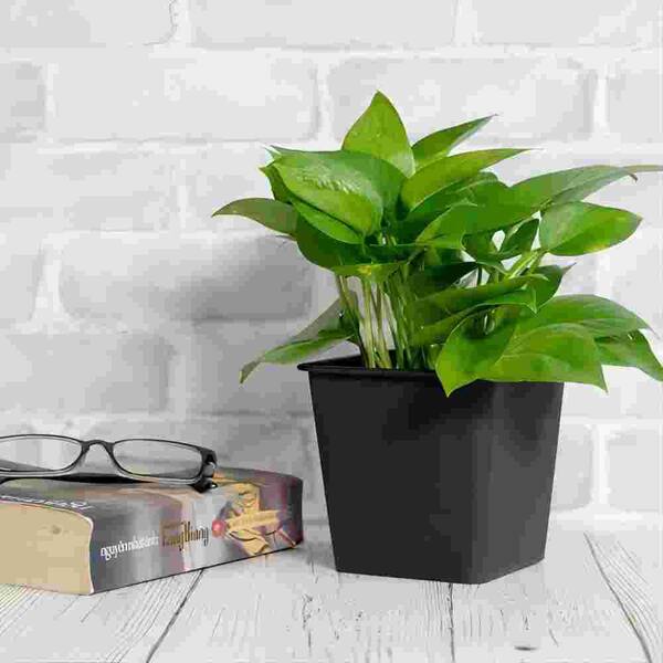 7.9 in. L x 7.9 in. W x 6.7 in. H Square Garden Plastic Nursery