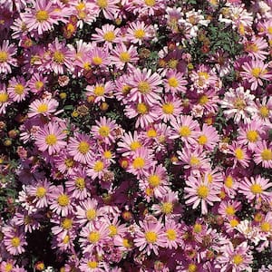 1 Gal. Pink Aster Plant