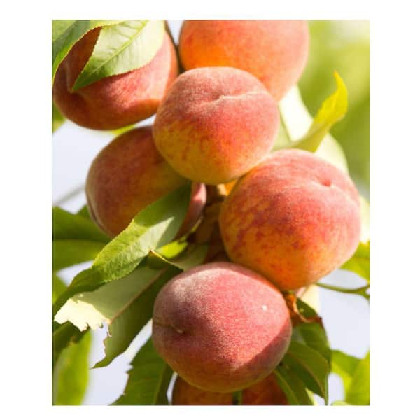 5 Gal. Tropic Beauty Peach Tree