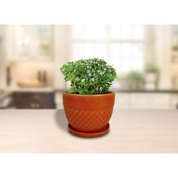Trendspot Planter Pot Plant Coral Ceramic Acorn Indoor Outdoor Garden 6 Inch for sale online 