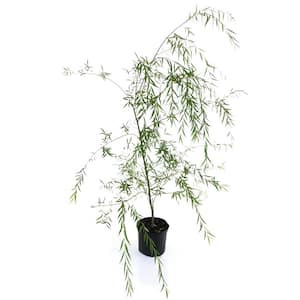 2.25 Gal. Deciduous Weeping Willow Tree