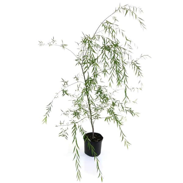 national PLANT NETWORK 2.25 Gal. Deciduous Weeping Willow Tree