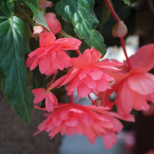 11 in. Pink Trailing Begonia Plant 27489 The Home Depot