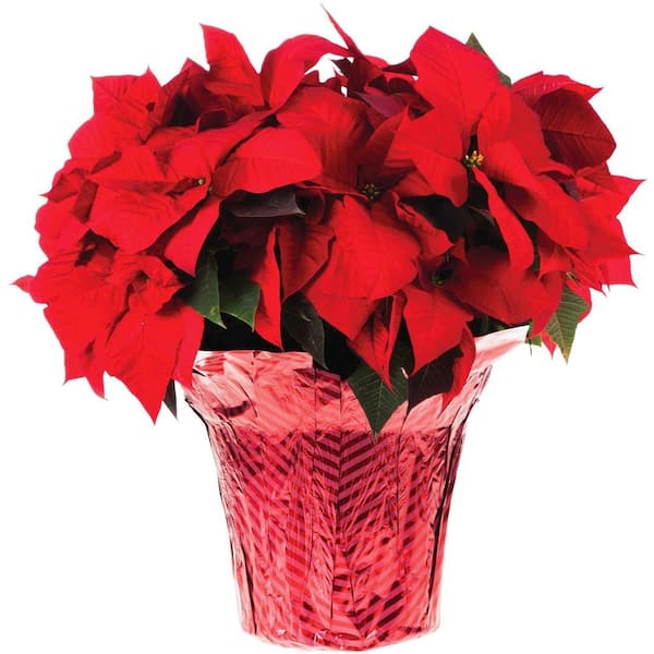Unbranded 10 in. Live Poinsettia (In-Store Only)
