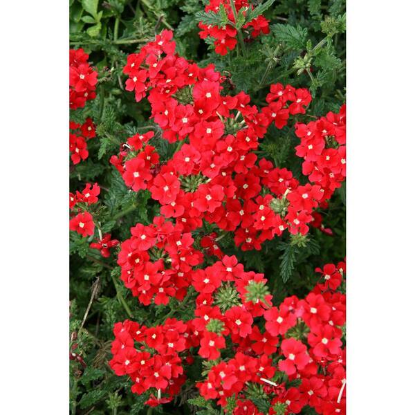 PROVEN WINNERS 4-Pack, 4.25 in. Grande Tukana Scarlet Star (Verbena) Live Plant, Red Flowers