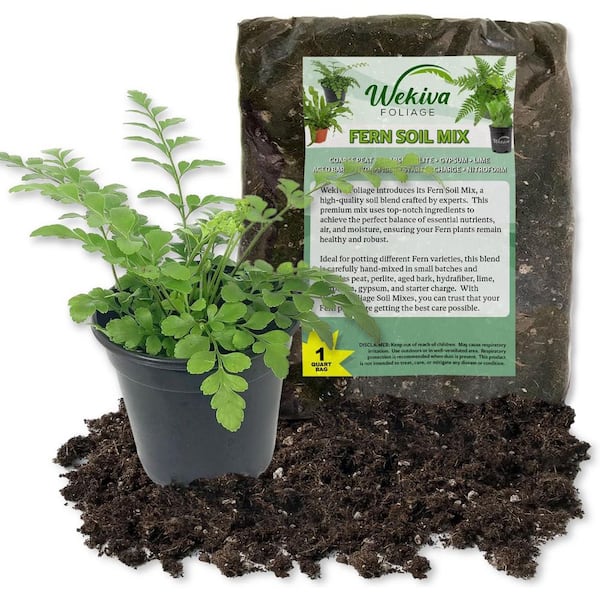 Austral Gem Fern and Soil Mix Combo-Live Plant in a 4 in. Growers Pot 1-Quart Fern Soil-Asplenium Parvati