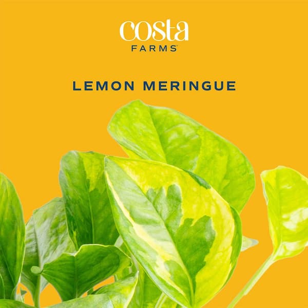 Costa Farms Lemon Meringue Pothos Indoor Plant in 6 in. Self-Watering Planter, Avg. Shipping Height 1-2 ft. Tall