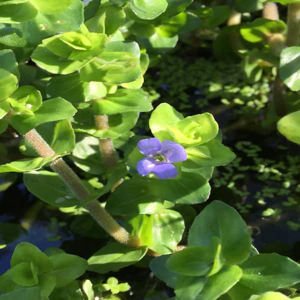 GIVHANDYS INC Givhandys 4 in. Potted Lemon Bacopa Bog/Marginal Aquatic Pond Plant
