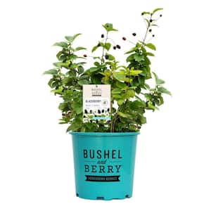 2.0 Gal. Blackberry 'Baby Cakes' (Rubus 'Baby Cakes' 'APF-236T') Fruit-Bearing Potted Blackberry Plant 1-Each