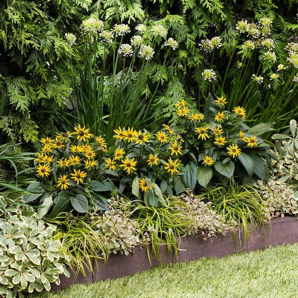 2 Qt. Yellow 'Little Goldstar' Rudbeckia Black Eyed Susan Perennial Plant (3-Pack)