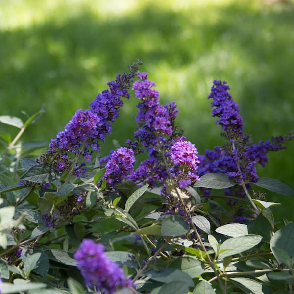 PROVEN WINNERS 4.5 in. Qt. Lo and behold 'Blue Chip Jr.' Butterfly