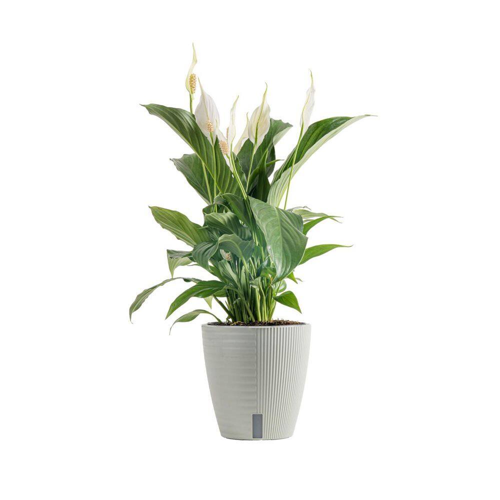 Costa Farms Spathiphyllum Peace Lily Indoor Plant in 6 in. Self-Watering Planter, Average Shipping Height 1-2 ft. Tall CO.SY06.3.CYL