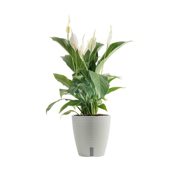 Spathiphyllum Peace Lily Indoor Plant in 6 in. Self-Watering Planter, Average Shipping Height 1-2 ft. Tall