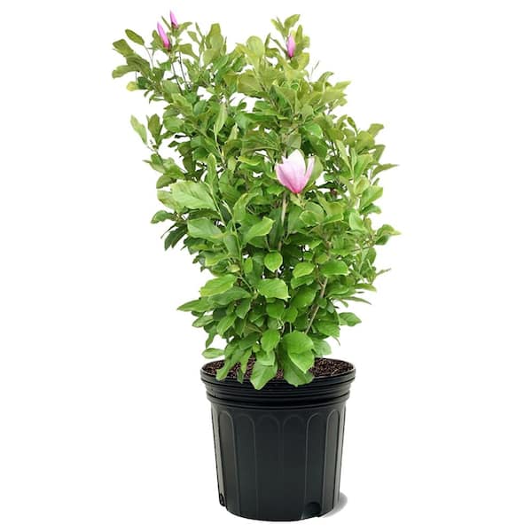 7 Pot Pink Flowering Jane Japanese Magnolia Tree MAGJAN07G