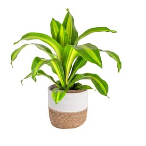 Dracaena Indoor Plant in 10 in. Decor Weave Basket, Avg. Shipping Height 2-3 ft. Tall