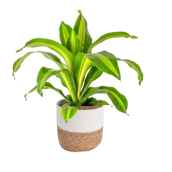 Costa Farms Dracaena Indoor Plant in 10 in. Decor Weave Basket, Avg. Shipping Height 2-3 ft. Tall