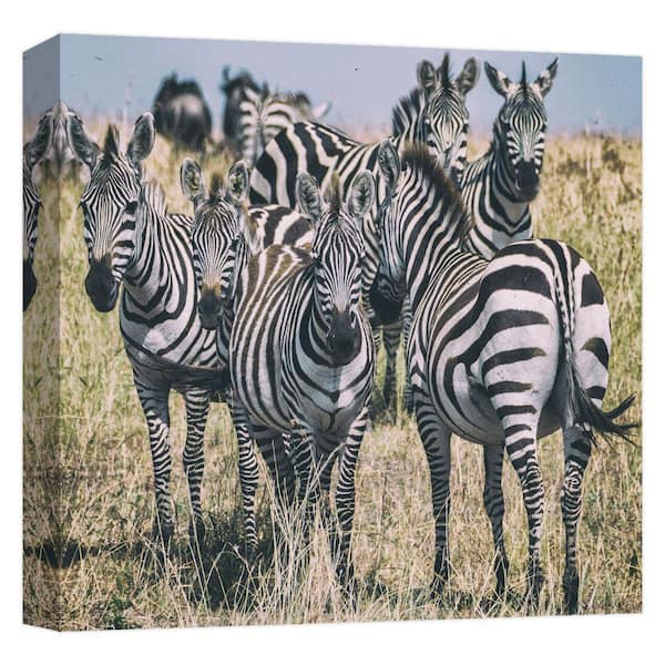PTM Images ZEBRA STARE'' Canvas Abstract Wall Art 15 in. x 15 in.