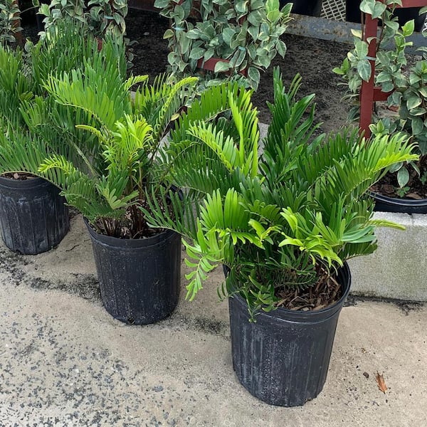 OnlinePlantCenter Coontie Cycad (Zamia) Shrub in 10 in. Black Nursery Pot