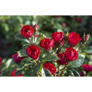 2 Gal. Petite Knock Out Rose Bush with Red Flowers