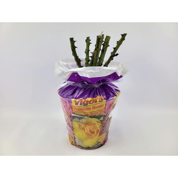 Vigoro Package Rose Gold Glow Flower In 3.5" by 12" Plastic Package