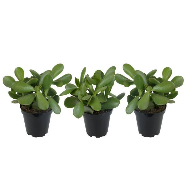 ALTMAN PLANTS 3.5 in. Jade Plant (3-Pack)