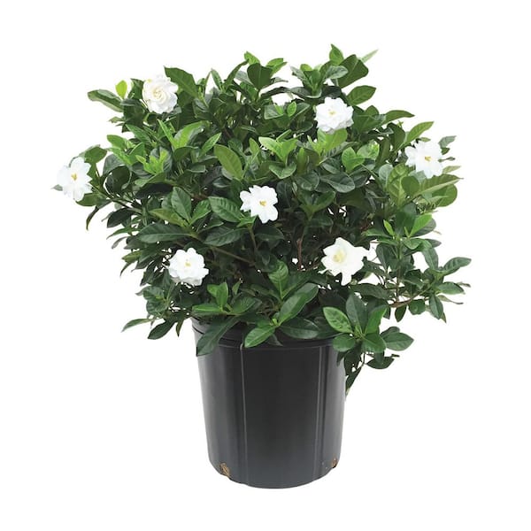 1.72 Gallon Gardenia Veitchi Flowering Shrub with White Blooms in Grower Pot (1-Pack)