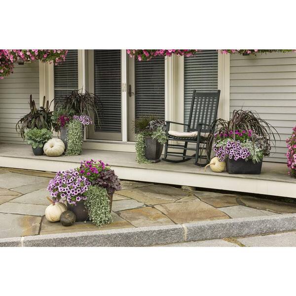 PROVEN WINNERS 4.25 in. Eco+Grande Bright Lights Purple African