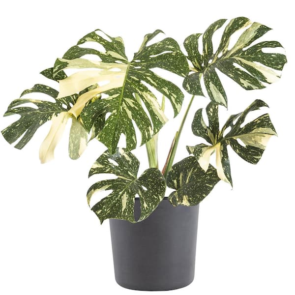 Thai Constellation Monstera ThaiCon-10-1015 sold