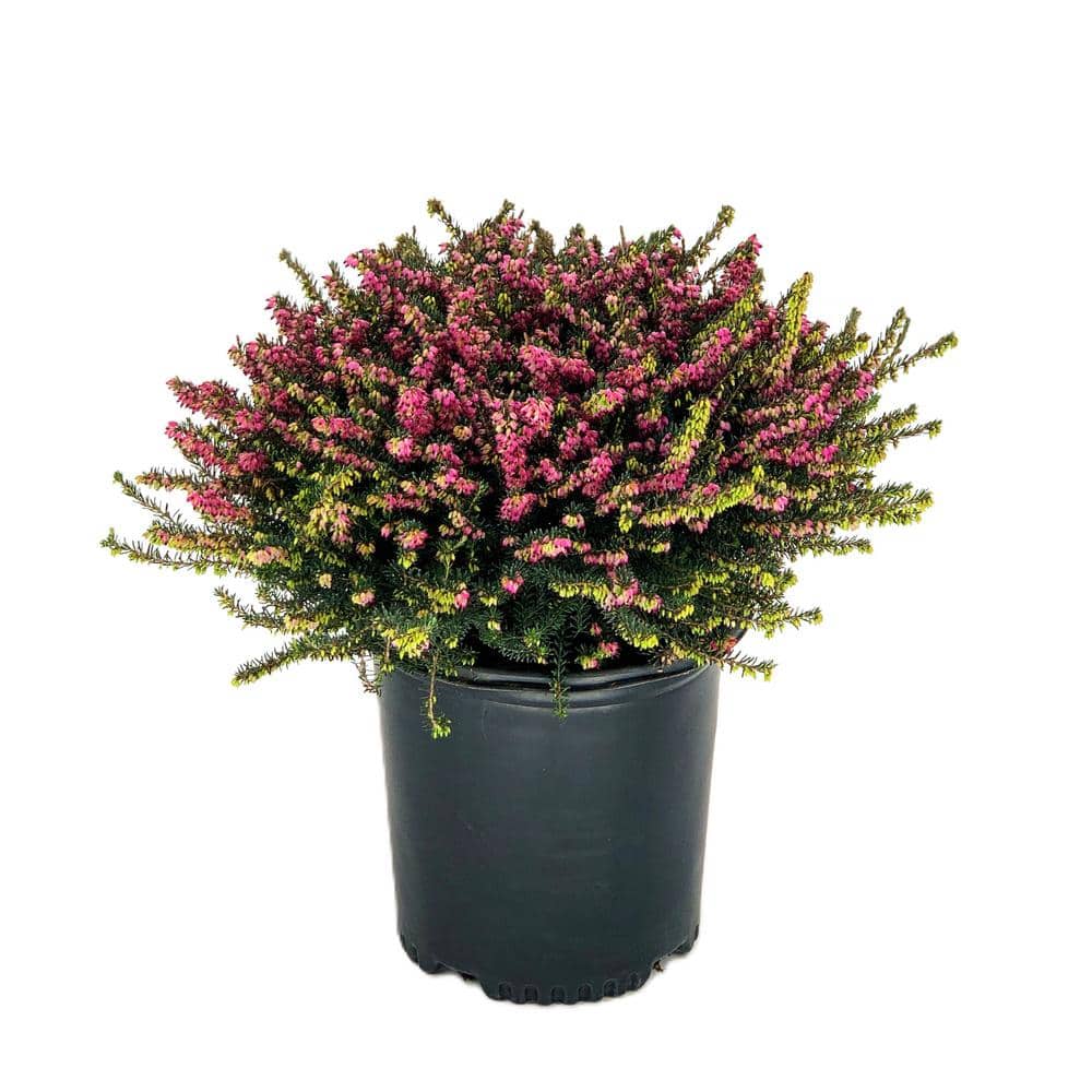 1.5 Gal. Kramers Rote Heather Evergreen Live Shrub with Bright Pink Flower