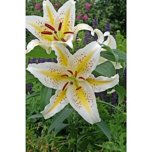 Gold Band Oriental Lily Bulb (1-Pack)