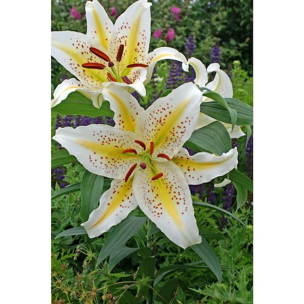 Bloomsz Gold Band Oriental Lily Bulb (1-Pack)