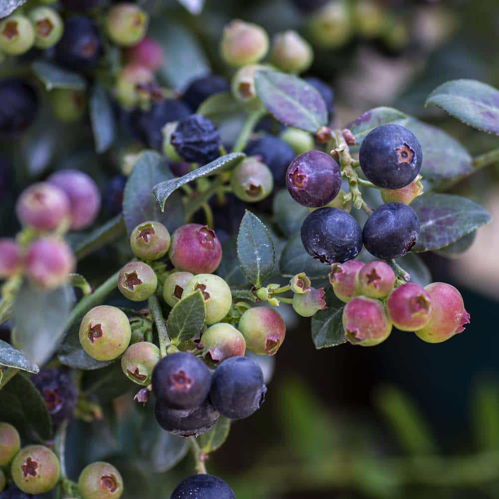 1-Gallon White Blueberry Buckle Plant in Container