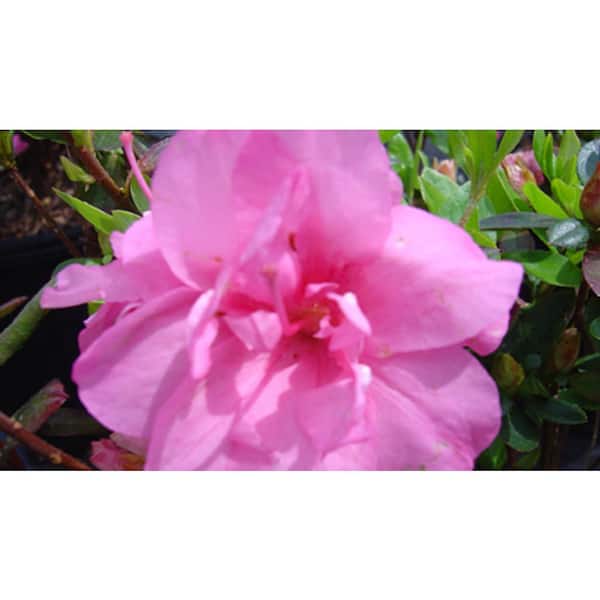 national PLANT NETWORK 2.25 Gal. Rosebud Azalea Plant with Pink Blooms