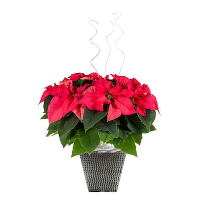2 Qt. Christmas Beauty Poinsettia with Decorative Tremont Pot