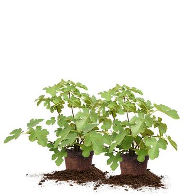 #3 Celeste Fig (2-Pack)