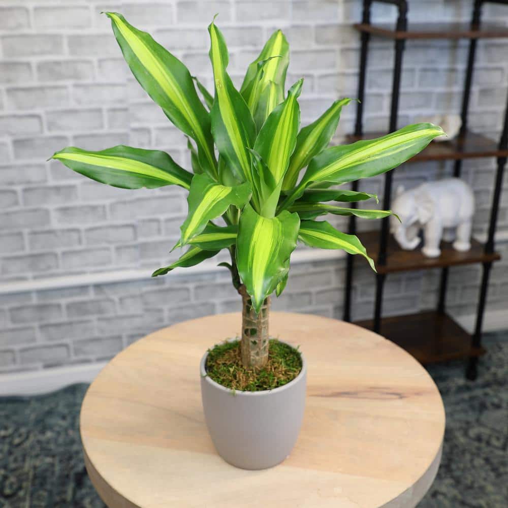 Sunrise Dracaena in Brown Ceramic Planter