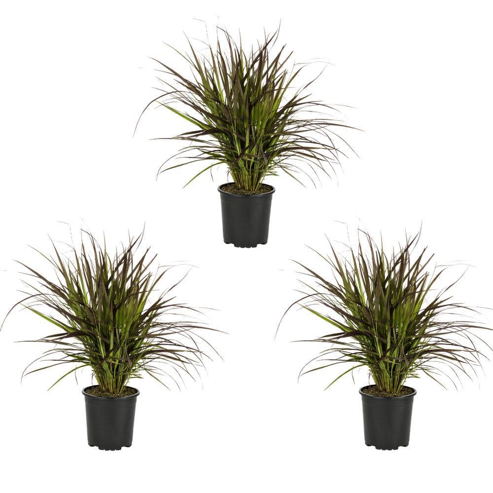 2 QT. Grass Pennisetum Rubrum Perennial Plant (3-Pack) price history on PriceWatchPro
