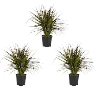2 QT. Grass Pennisetum Rubrum Perennial Plant (3-Pack)