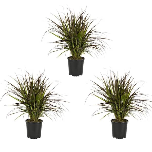 METROLINA GREENHOUSES 2 QT. Grass Pennisetum Rubrum Perennial Plant (3-Pack)