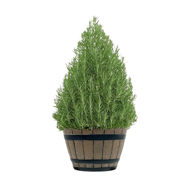 Unbranded 10 in. Rosemary Evergreen Plant in Decorative Pot with Pale Blue to White Flowers