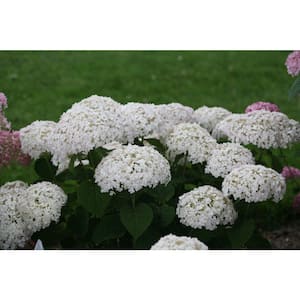 4.5 in. Qt. Invincibelle Wee White (Smooth Hydrangea) Live Shrub White Flowers