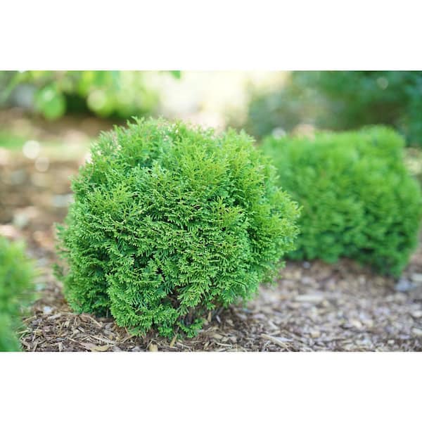 Thuja Occidentalis Hedge