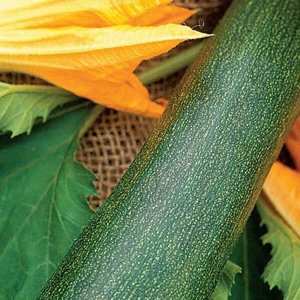 Ferry-Morse Organic Squash Zucchini Elite Fruit Seeds 9793 - The