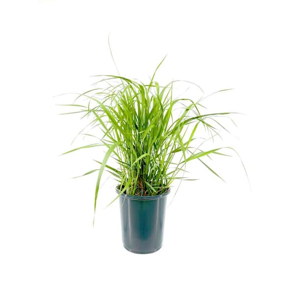 Unbranded 1.5 Gal. Perennial Grass Calamagrostis a. Karl Foerster