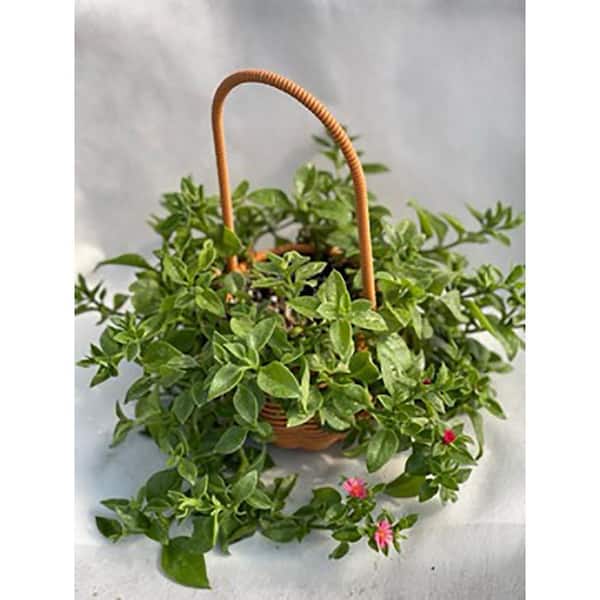 6.5 in. Red Apple Succulent, With Pink Flowers, Sun Rose Plant