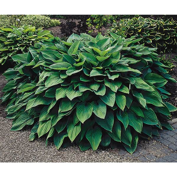 2 Gal. Green Hosta Live Flowering Shade Perennial Plant