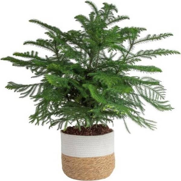 Costa Farms Norfolk Island Pine Indoor Plant in 10 in. Two-Tone Decor Pot, Avg. Shipping Height 24-28 in. Tall
